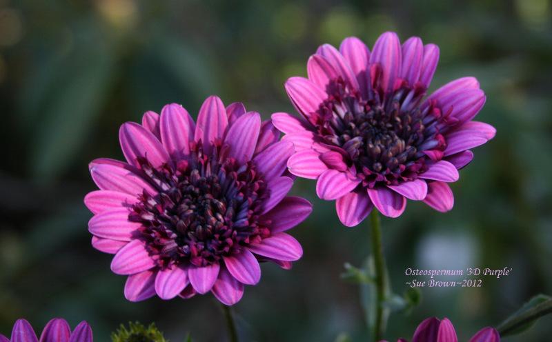 Photo of African Daisy (Osteospermum ecklonis 3D™ Purple) uploaded by Calif_Sue