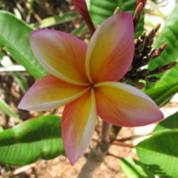 Location: Southwest Florida
Date: April 2012
A sweet soft-hued bloom
