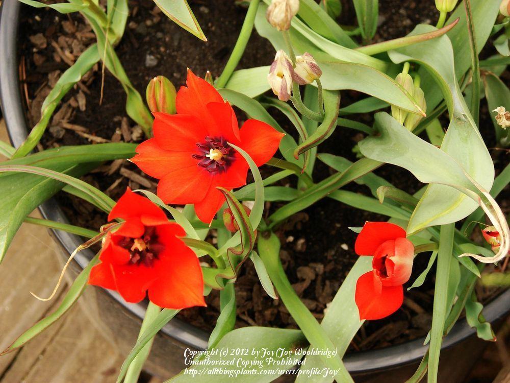 Photo of Species Tulip (Tulipa linifolia 'Red Gem') uploaded by Joy