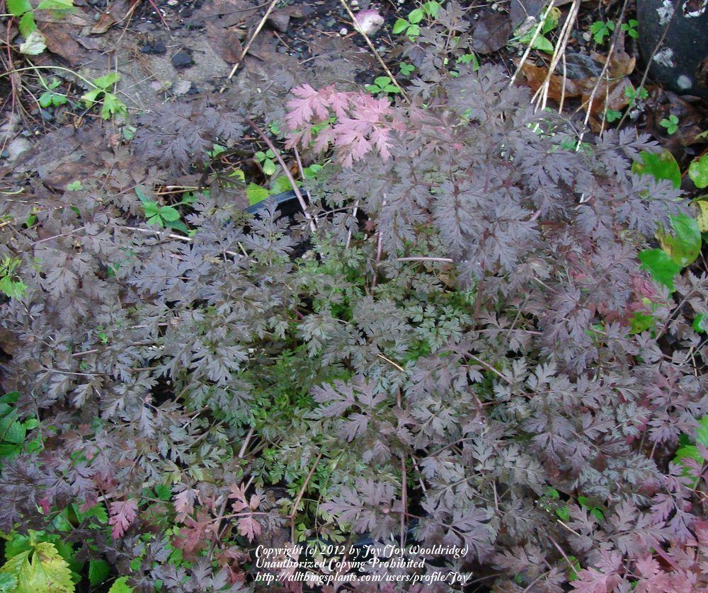 Photo of Queen Anne's Lace (Anthriscus sylvestris 'Ravenswing') uploaded by Joy