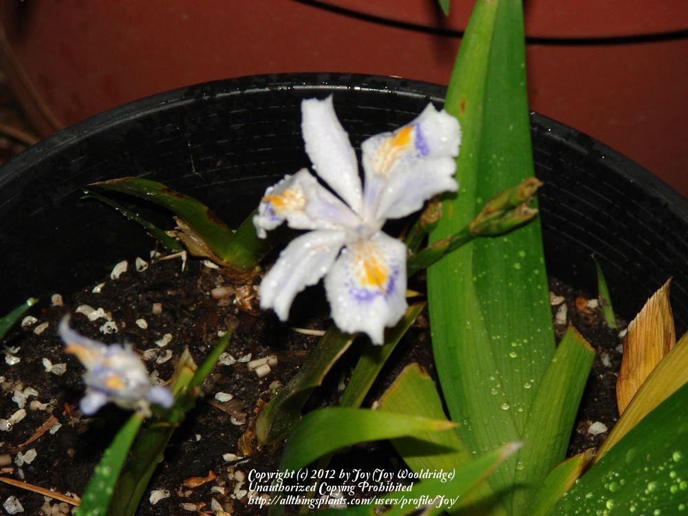 Photo of Species Iris (Iris japonica) uploaded by Joy