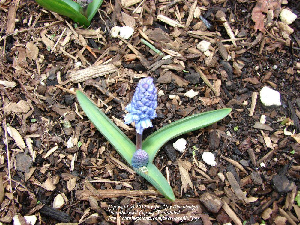 Photo of Grape Hyacinth (Pseudomuscari azureum) uploaded by Joy