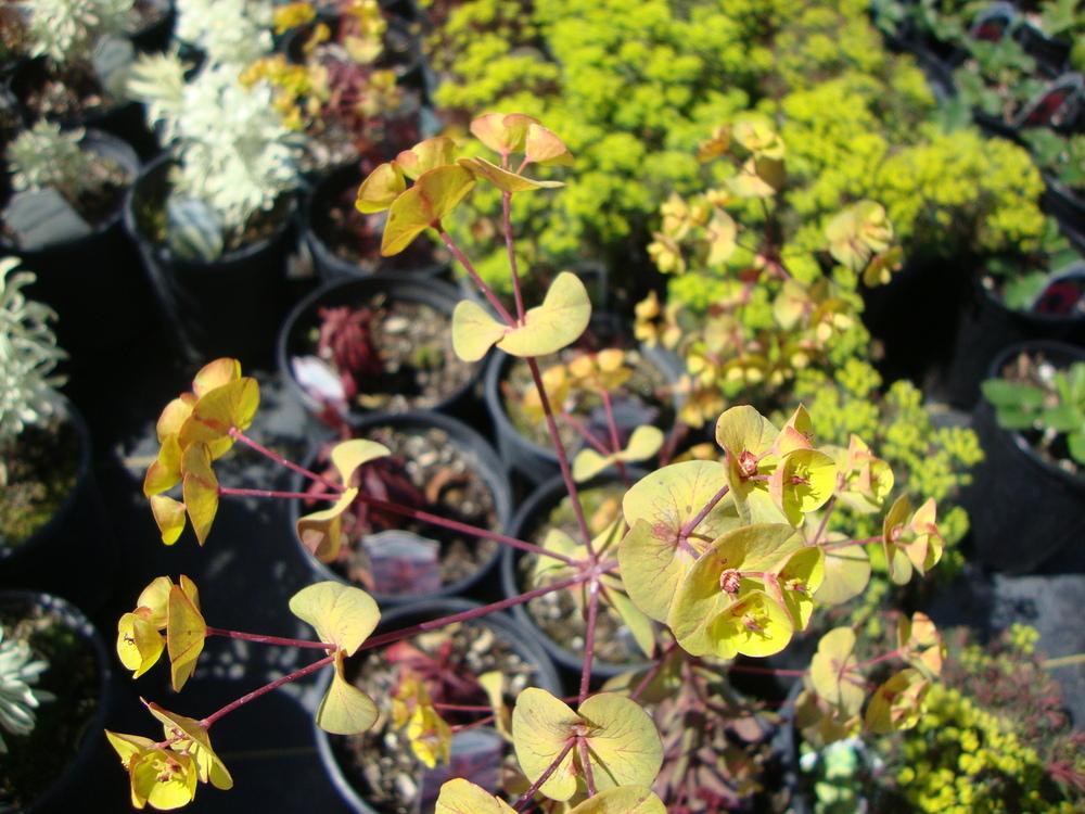 Photo of Wood Spurge (Euphorbia amygdaloides Ruby Glow) uploaded by Paul2032
