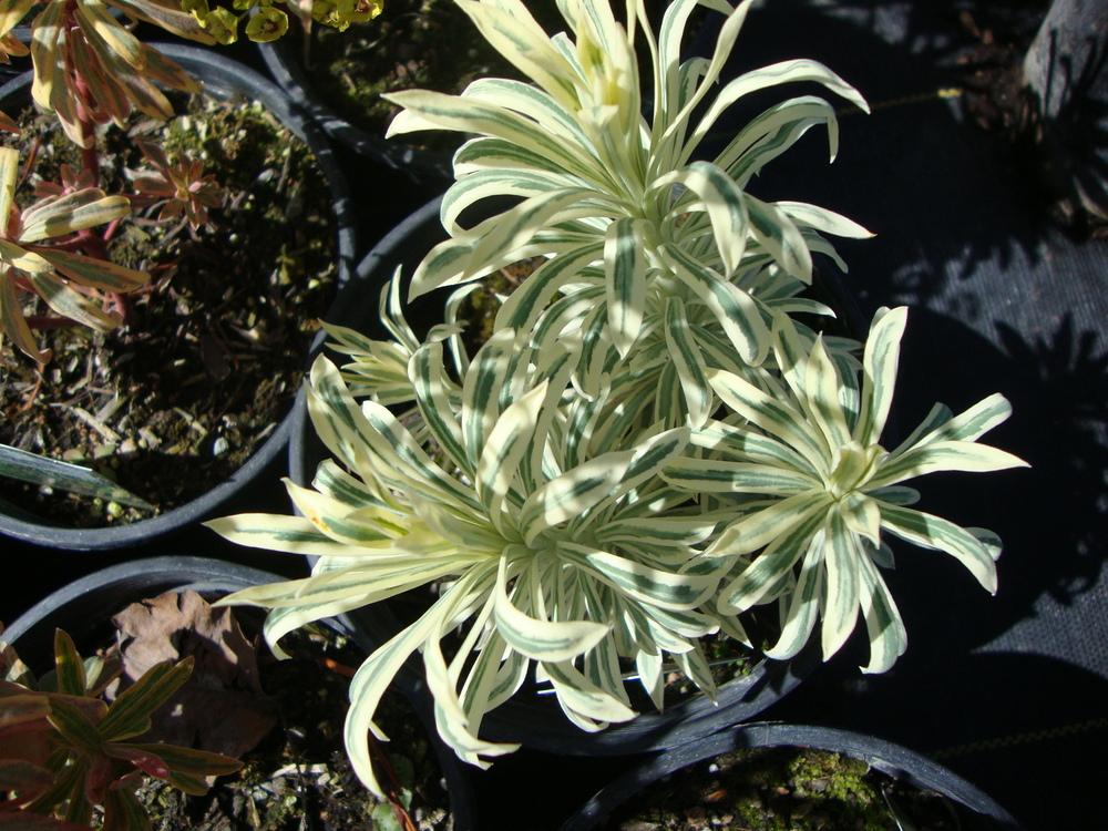 Photo of Spurge (Euphorbia characias 'Tasmanian Tiger') uploaded by Paul2032