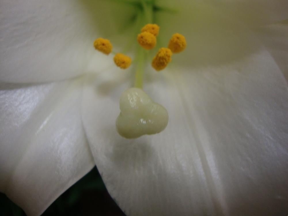 Photo of Lily (Lilium longiflorum) uploaded by Paul2032
