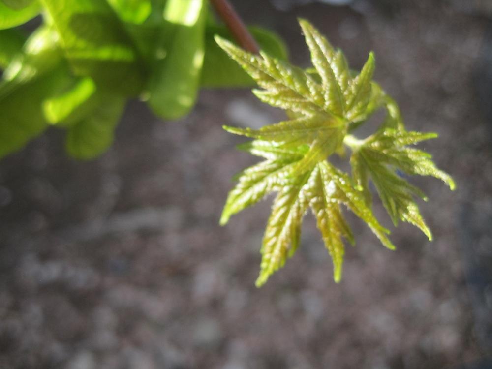 Photo of Silver Maple (Acer saccharinum) uploaded by Skiekitty