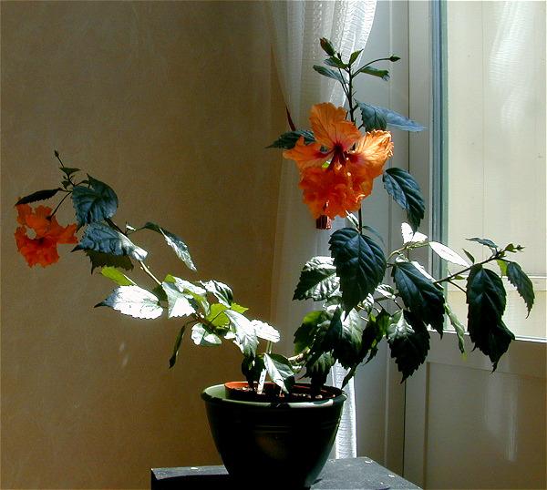 Photo of Tropical Hibiscus (Hibiscus rosa-sinensis 'El Capitolio') uploaded by SongofJoy