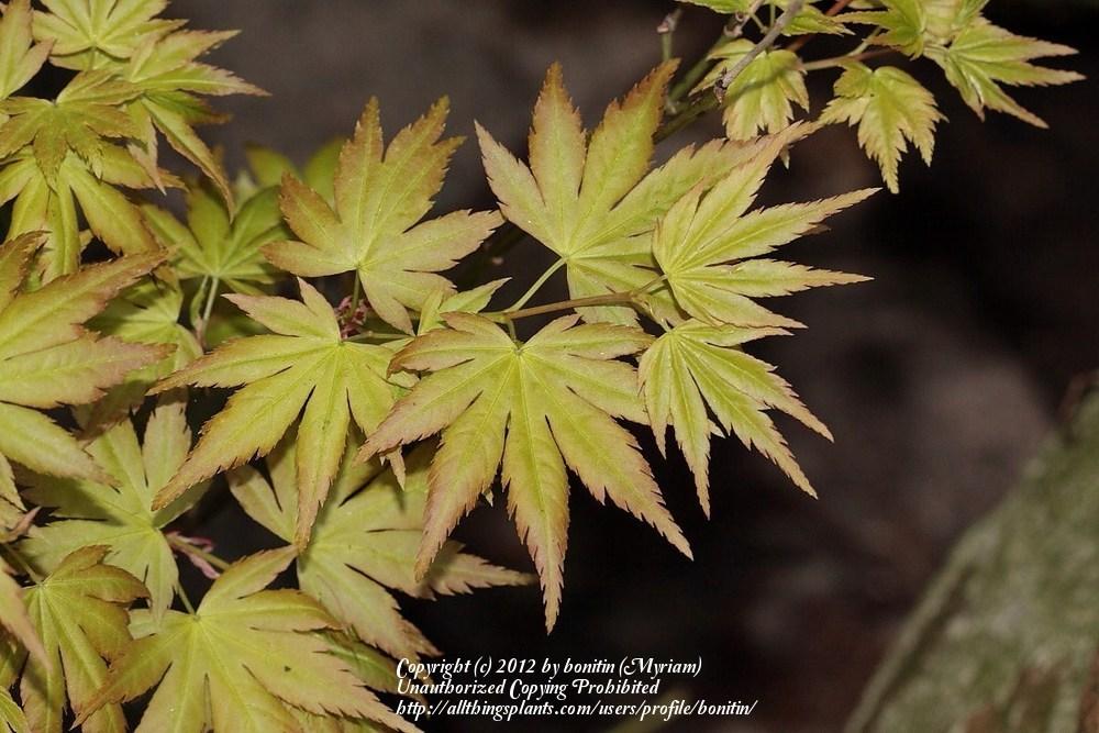 Photo of Japanese Maple (Acer palmatum 'Orange Dream') uploaded by bonitin