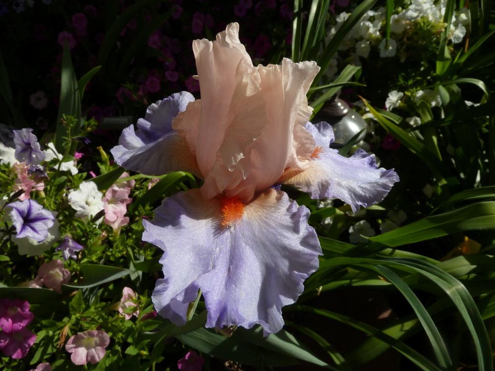 Photo of Tall Bearded Iris (Iris 'French Cancan') uploaded by lyle627