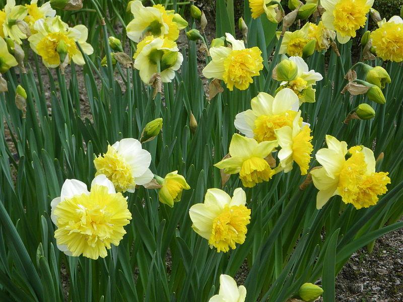 Photo of Double Daffodil (Narcissus 'Ice King') uploaded by sandnsea2
