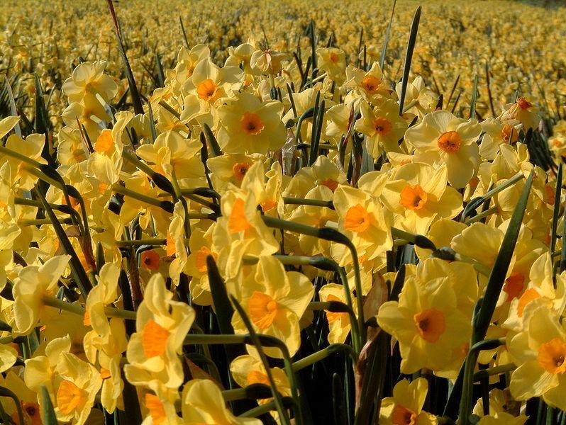 Photo of Tazetta Daffodil (Narcissus 'Golden Dawn') uploaded by sandnsea2