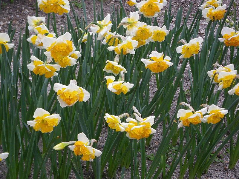 Photo of Split-Cupped Collar Daffodil (Narcissus 'Love Call') uploaded by sandnsea2