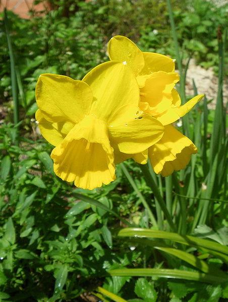 Photo of Jonquilla Daffodil (Narcissus 'Quail') uploaded by sandnsea2