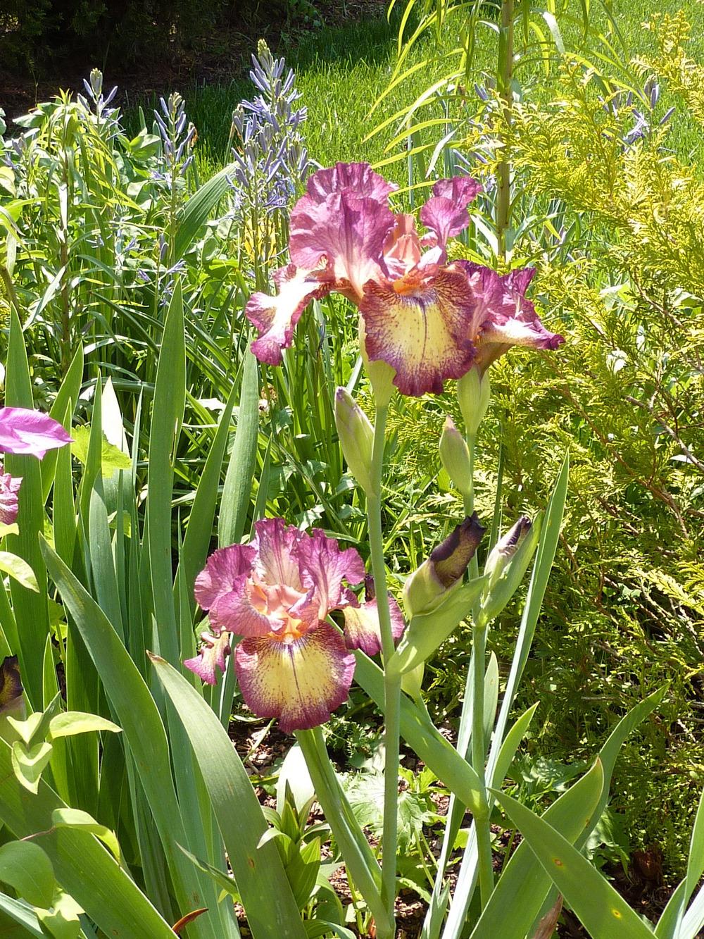 Photo of Irises (Iris) uploaded by sandnsea2