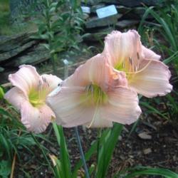 
Date: 2005-08-14
Photo Courtesy of Nova Scotia Daylilies Used with Permission