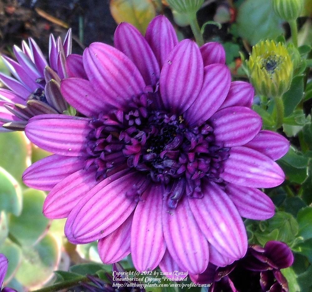 Photo of African Daisy (Osteospermum ecklonis 3D™ Purple) uploaded by zuzu