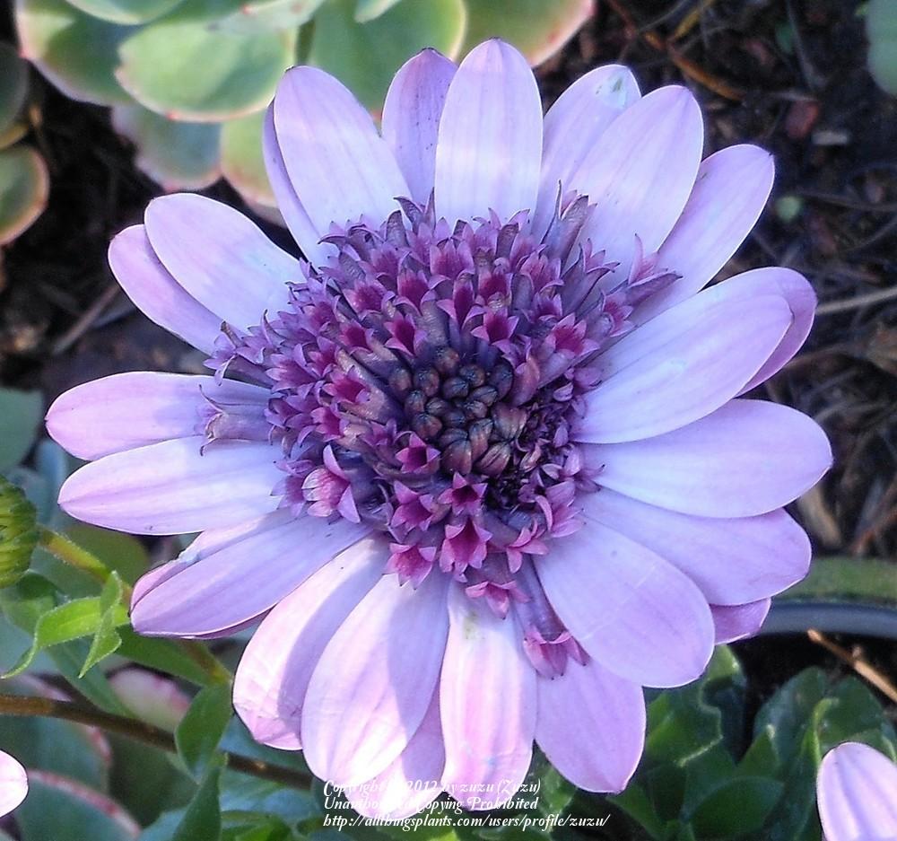 Photo of African Daisy (Osteospermum ecklonis 3D™ Pink) uploaded by zuzu