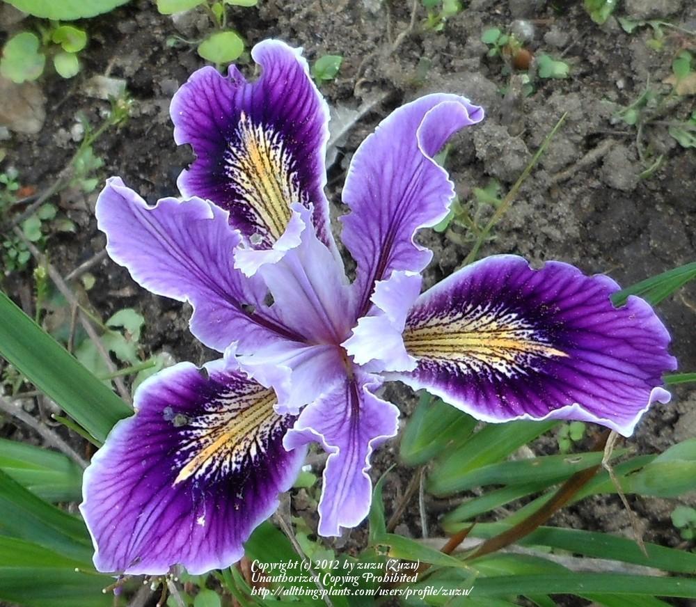Photo of Pacific Coast Iris (Iris 'Filoli.') uploaded by zuzu