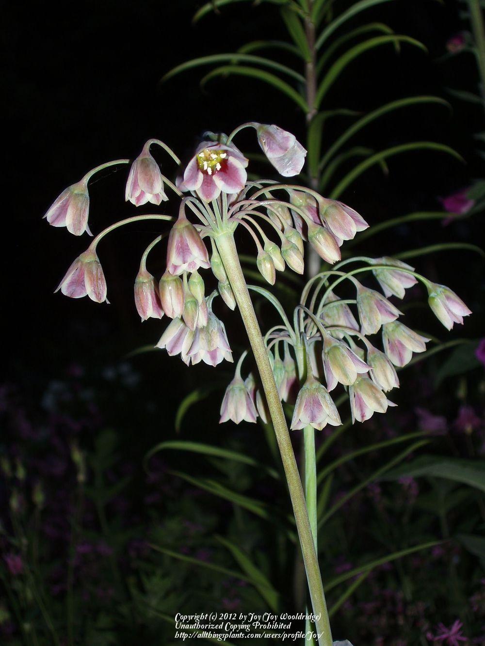 Photo of Mediterranean Bells (Allium siculum) uploaded by Joy