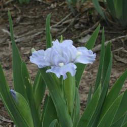 Location: My garden in southeast Nebraska
Date: 2012-04-04
