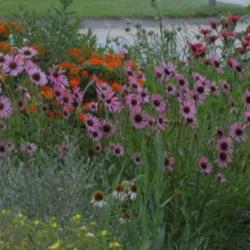Location: My garden in southeast Nebraska
Date: 2011-07-03