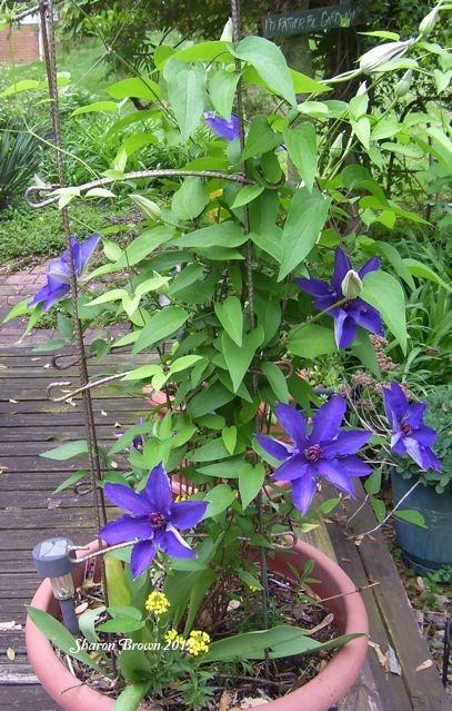 Photo of Clematis 'Blue Ravine' uploaded by Sharon