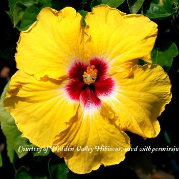 Photo of Tropical Hibiscus (Hibiscus rosa-sinensis 'Daisy Mae') uploaded by SongofJoy