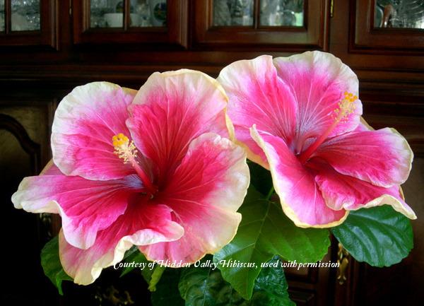 Photo of Tropical Hibiscus (Hibiscus rosa-sinensis 'Cindy's Heart') uploaded by SongofJoy