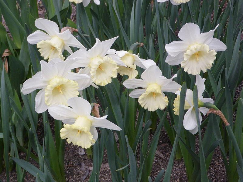 Photo of Daffodils (Narcissus) uploaded by sandnsea2