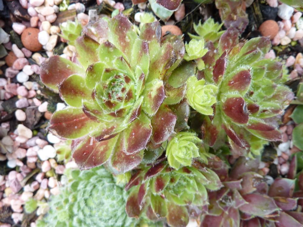 Photo of Hen and Chicks (Sempervivum 'Carnival') uploaded by sandnsea2