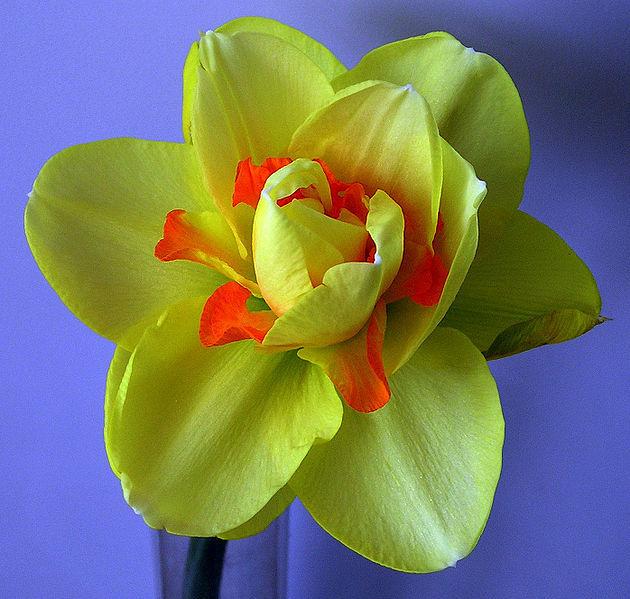 Photo of Double Daffodil (Narcissus 'Tahiti') uploaded by sandnsea2