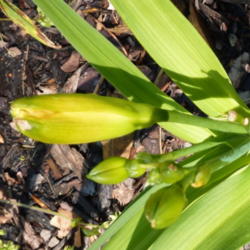 Location: my garden, zone 7B, NC
Date: 2012-04-06
Buds on April 6...a bit early, I'd say! First year plant was a gi
