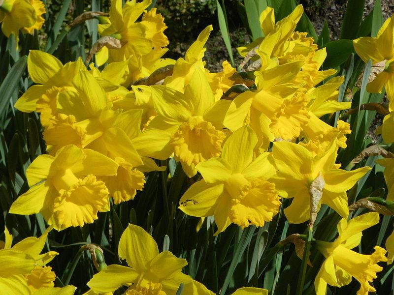 Photo of Trumpet Narcissus (Narcissus 'Golden Harvest') uploaded by sandnsea2