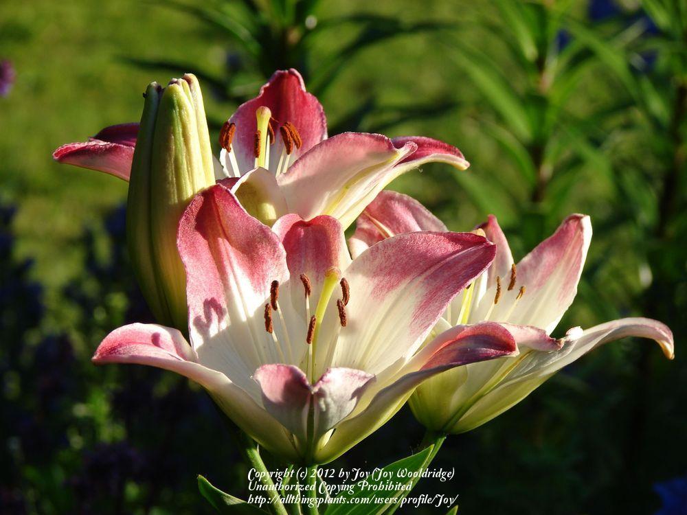Photo of Lily (Lilium 'Lollypop') uploaded by Joy