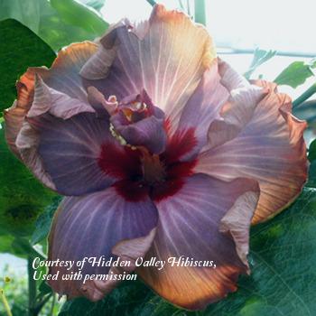 Photo of Tropical Hibiscus (Hibiscus rosa-sinensis 'Dark of Night') uploaded by SongofJoy