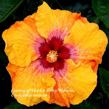 Photo of Tropical Hibiscus (Hibiscus rosa-sinensis 'Eye of Kali') uploaded by SongofJoy