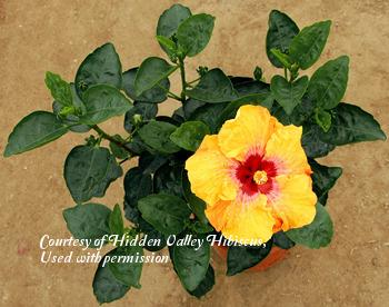 Photo of Tropical Hibiscus (Hibiscus rosa-sinensis 'Eye of Kali') uploaded by SongofJoy