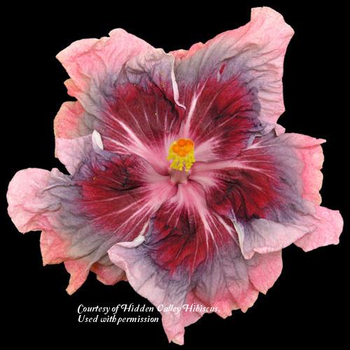 Photo of Tropical Hibiscus (Hibiscus rosa-sinensis 'City Slicker') uploaded by SongofJoy
