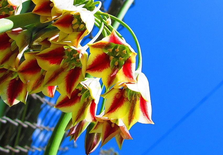 Photo of Mediterranean Bells (Allium siculum) uploaded by jmorth