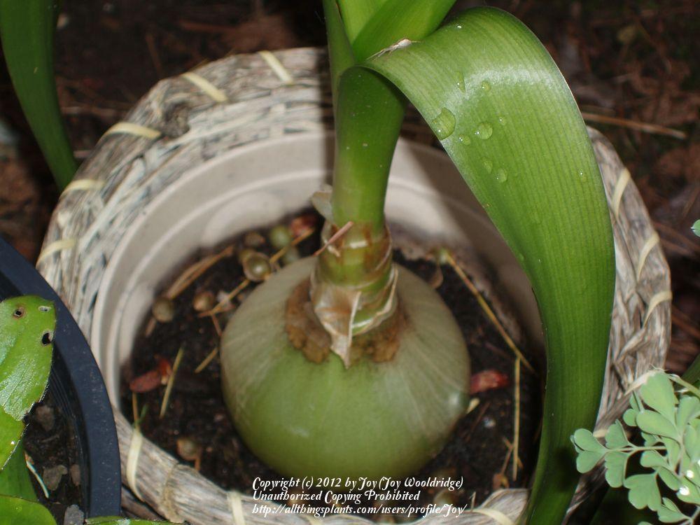 Photo of Pregnant Onion (Albuca bracteata) uploaded by Joy