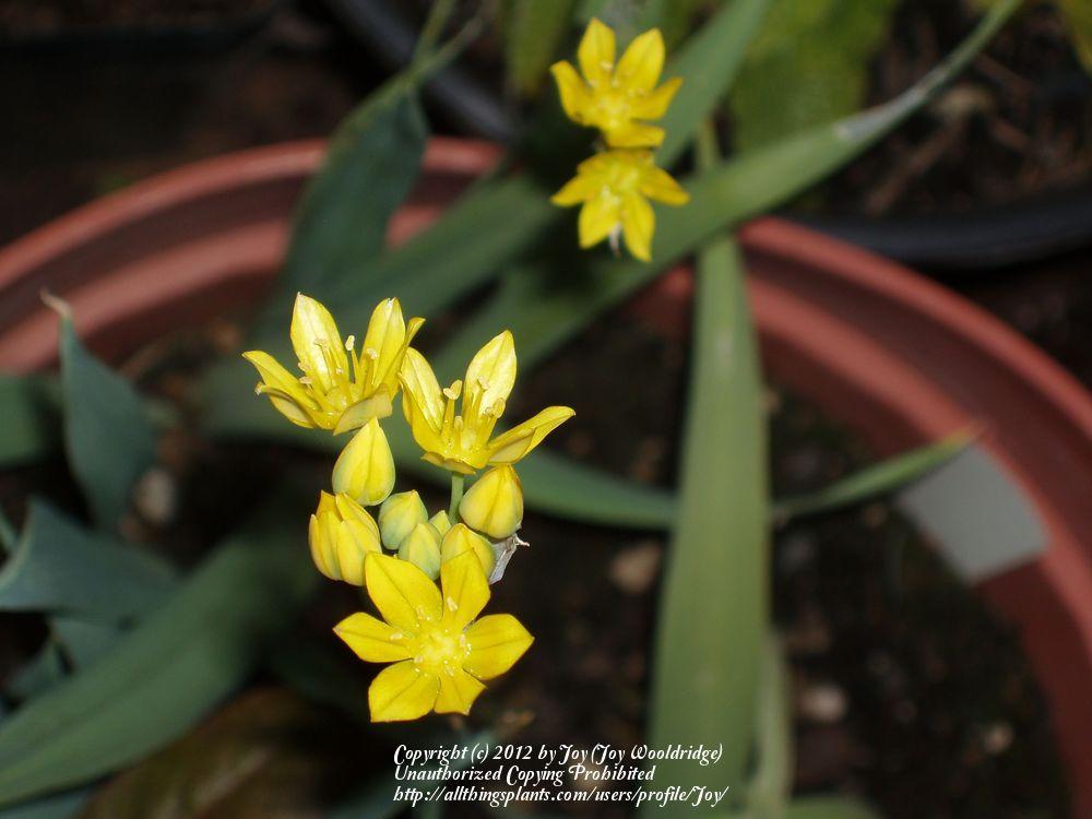 Photo of Golden Garlic (Allium moly) uploaded by Joy