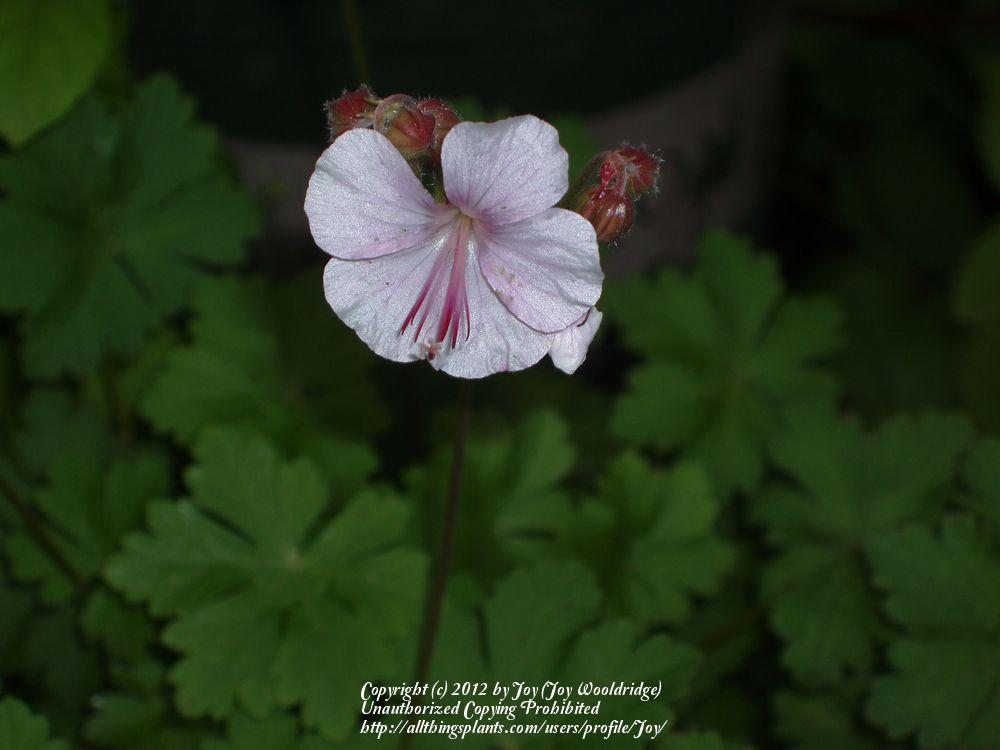Photo of Hardy Geranium (Geranium x cantabrigiense 'Biokovo') uploaded by Joy