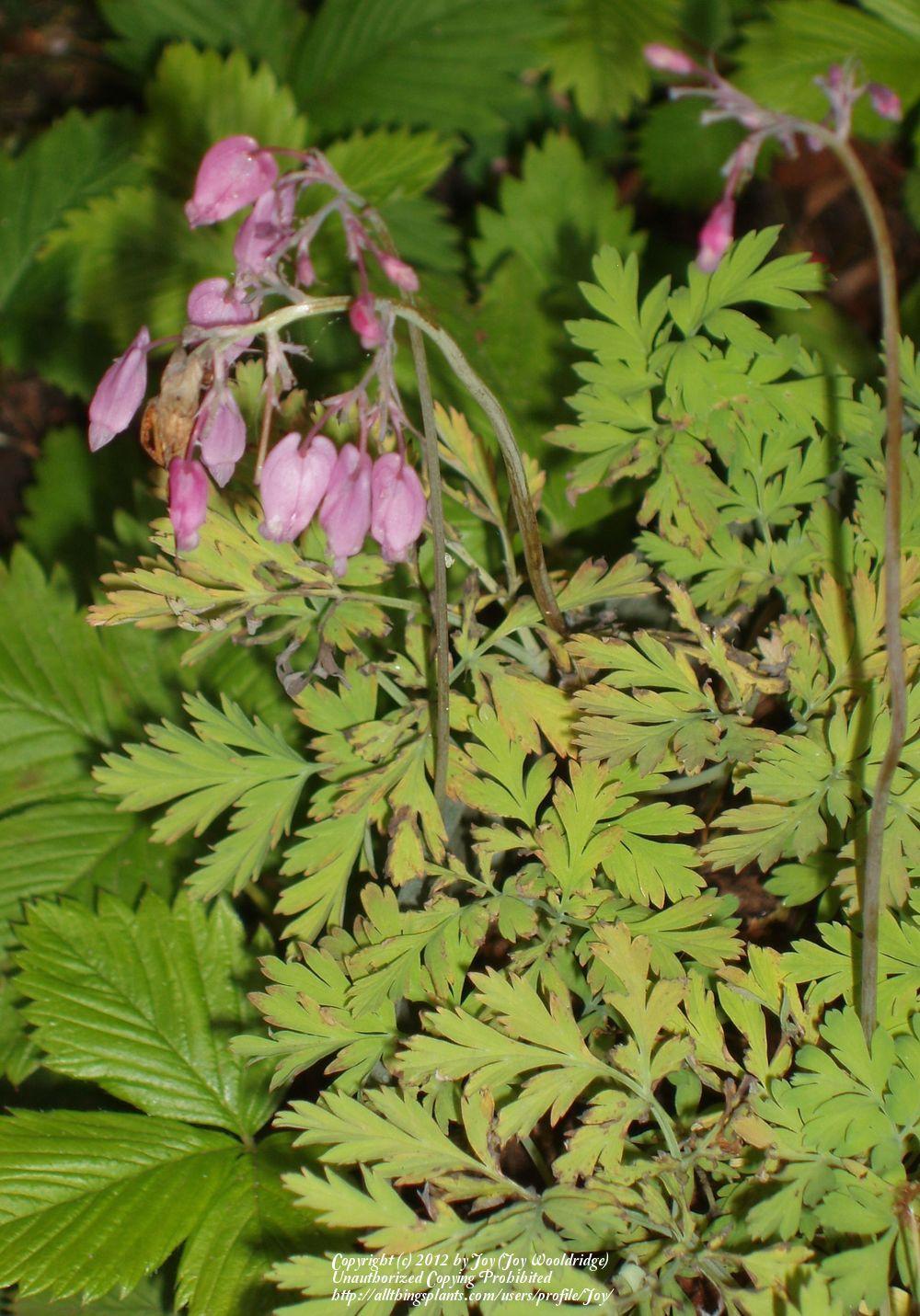 Photo of Pacific Bleeding Heart (Dicentra formosa) uploaded by Joy