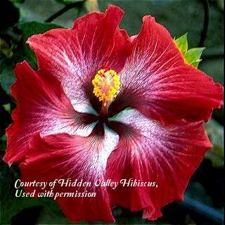 Photo of Tropical Hibiscus (Hibiscus rosa-sinensis 'Dragon's Breath') uploaded by SongofJoy