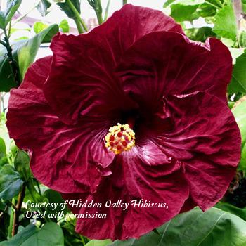 Photo of Tropical Hibiscus (Hibiscus rosa-sinensis 'Dragon's Heart') uploaded by SongofJoy