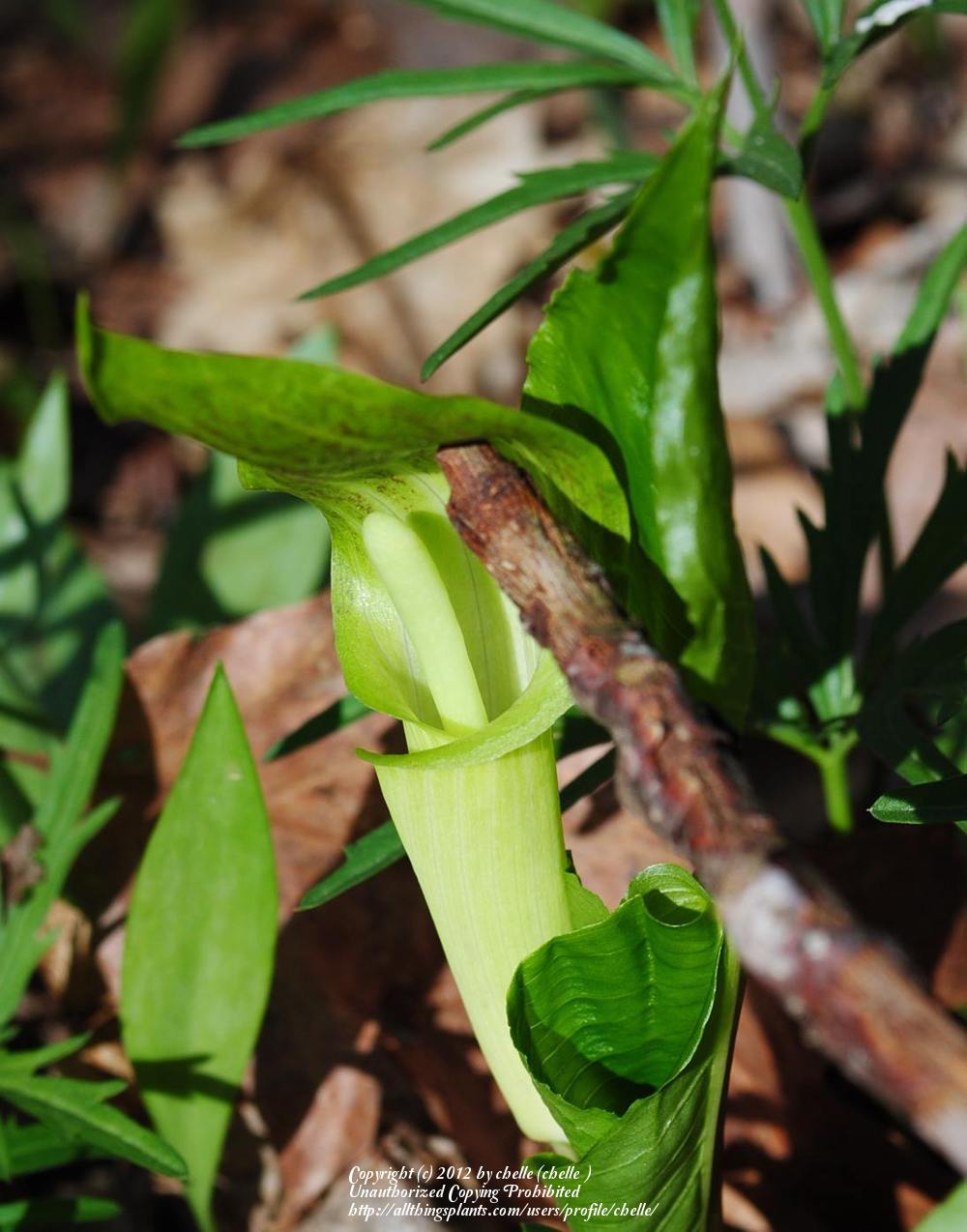 Photo of Jack in the Pulpit (Arisaema triphyllum) uploaded by chelle