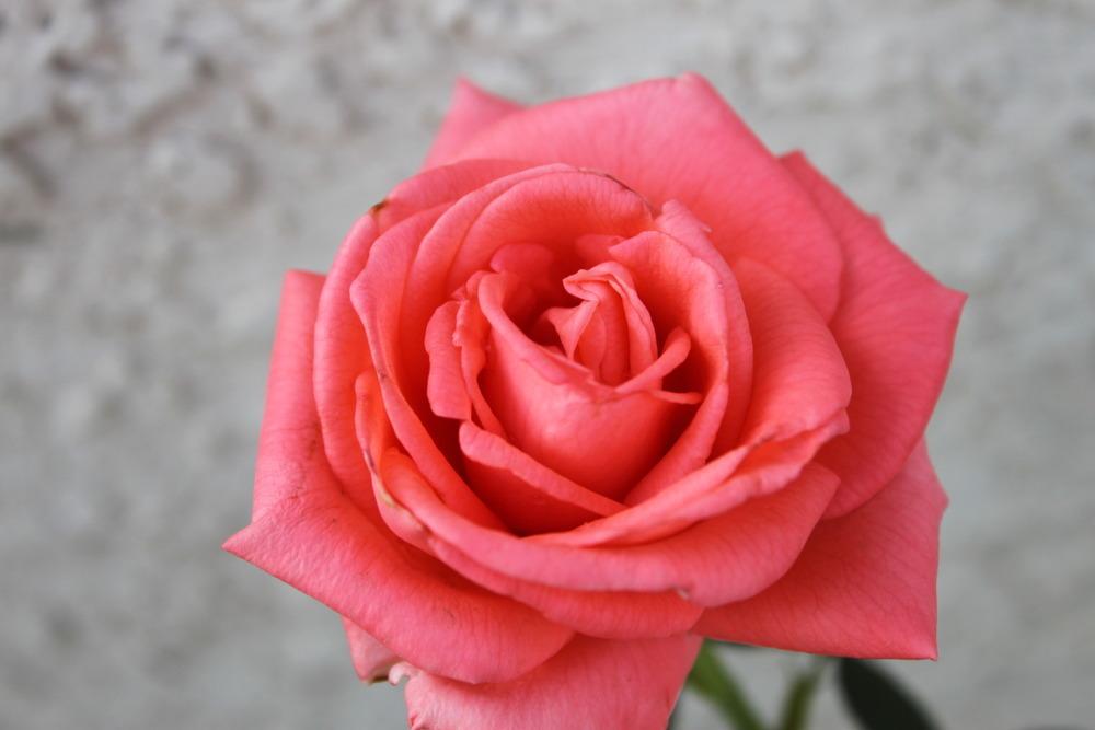 Photo of Rose (Rosa 'Tropicana') uploaded by jakedasnake89