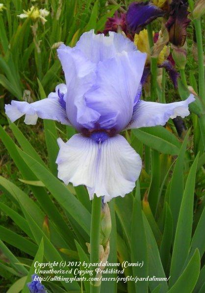 Photo of Tall Bearded Iris (Iris 'Alien Mist') uploaded by pardalinum