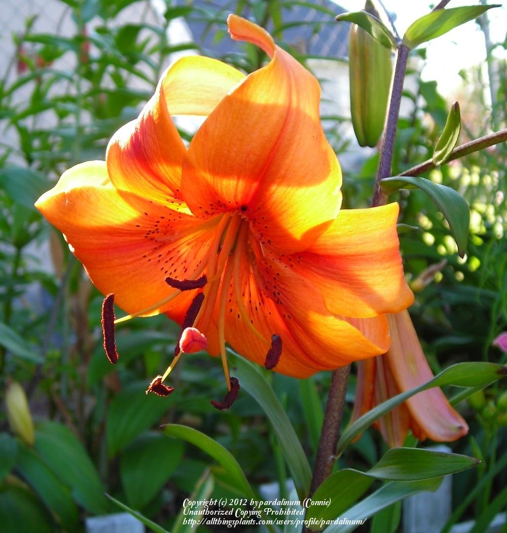 Photo of Lily (Lilium 'Buffy') uploaded by pardalinum