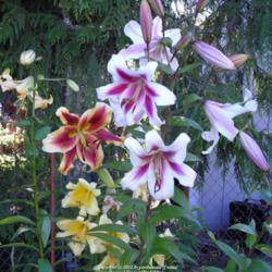 Location: Willamette Valley Oregon
Date: July 2007
Group of lilies in my garden.